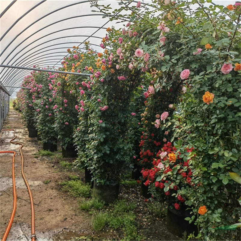 苗圃出售造型月季 造型月季陽臺盆栽花壇花鏡綠植苗景區(qū)園林造景觀賞