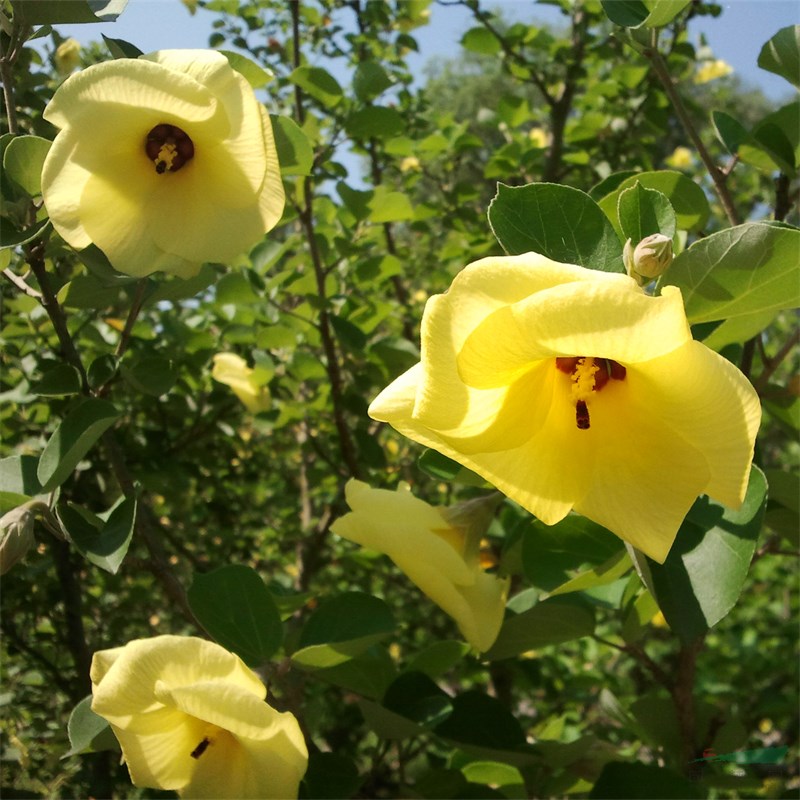 富春園林常年出售海濱木槿 小區(qū)庭院公園造景種植 量大價優(yōu)