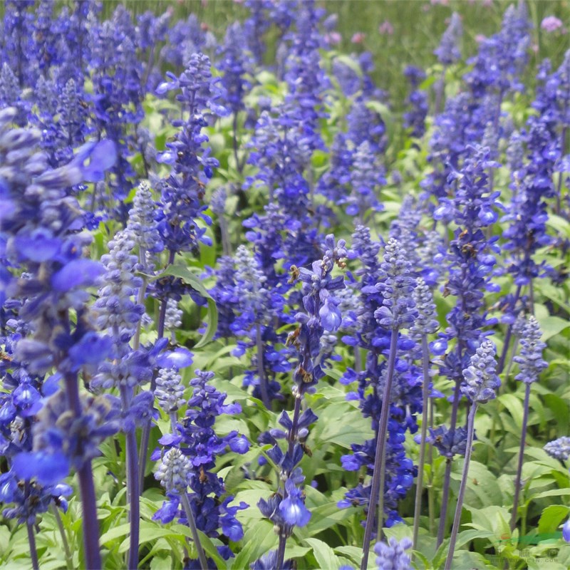 超級 墨西哥鼠尾草小區(qū)庭院公園造景觀賞種植花壇花鏡綠化租擺