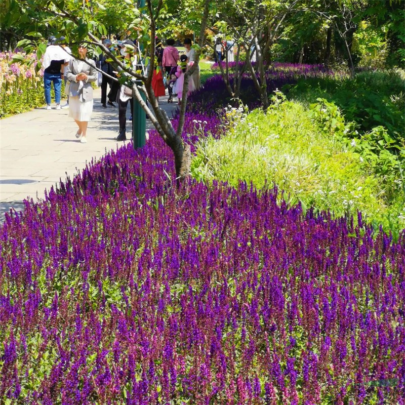 幻紫 林蔭鼠尾草花壇花鏡租擺綠化種植景區(qū)園林造景工程 價(jià)格優(yōu)