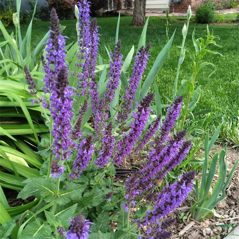 幻紫 林蔭鼠尾草花壇花鏡租擺綠化種植景區(qū)園林造景工程 價(jià)格優(yōu)