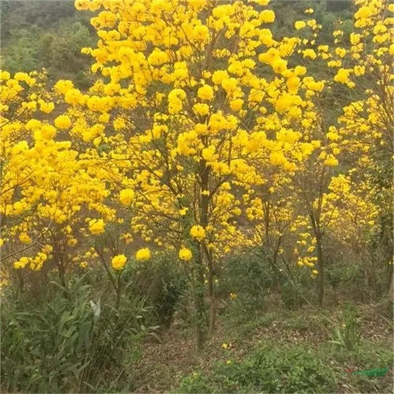 黃花風鈴木 景區(qū)園林造景行道風景綠化庭蔭防護樹 量大價優(yōu)