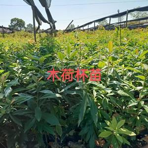 造林用苗 礦山復(fù)綠 杉苗 木荷 松苗 油茶 楓香 柏木