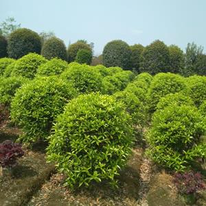 成都桂花球基地批發(fā) 桂花球圖片 精品桂花球現(xiàn)貨   四川桂花基地