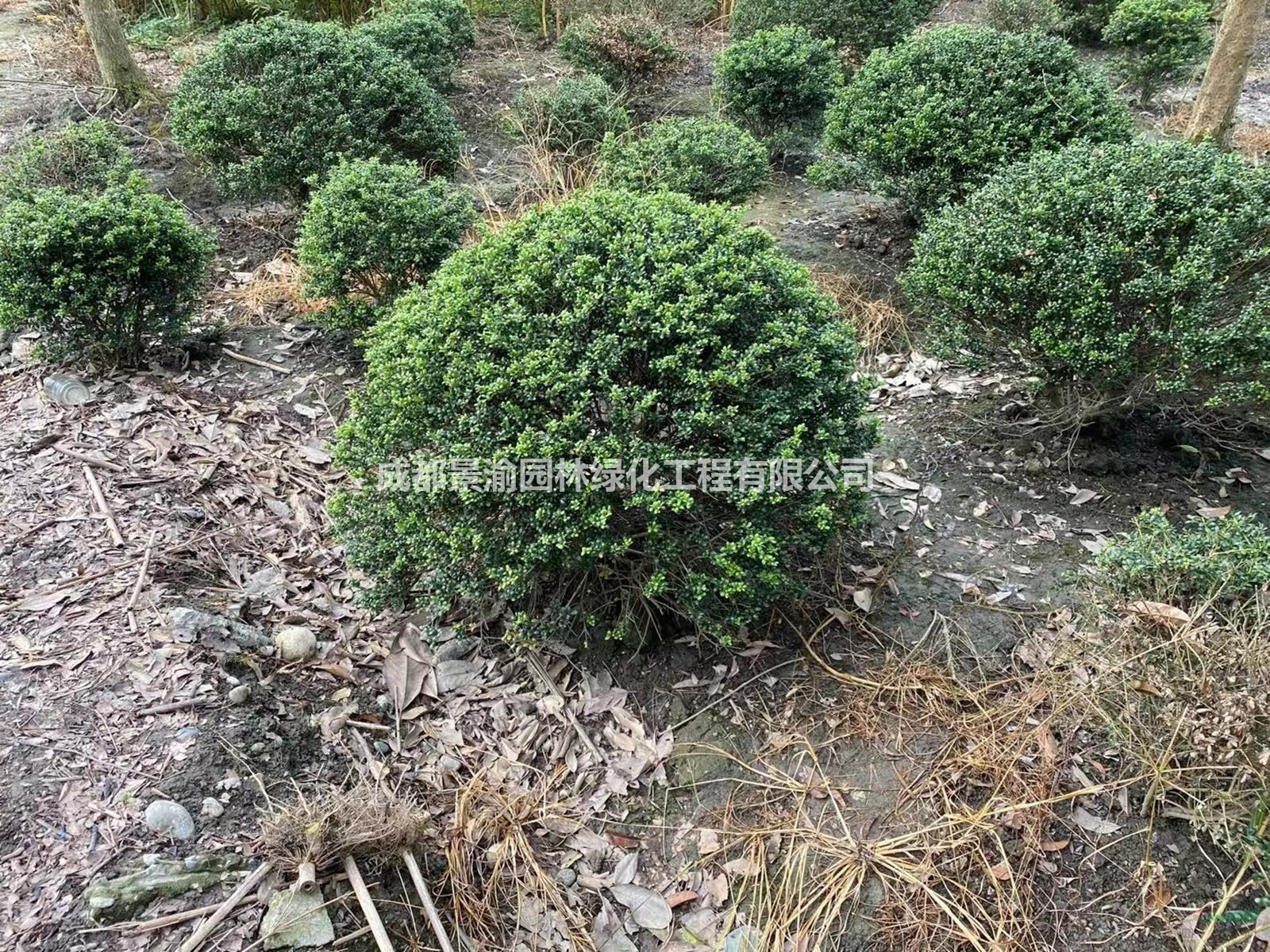 成都龜甲冬青球基地   精品龜甲冬青球圖片  龜甲冬青球成都貨源