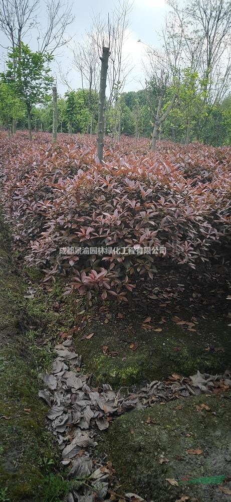 紅葉石楠球價格  成都紅葉石楠批發(fā) 四川精品紅葉石楠圖片 紅葉石楠球成都貨源