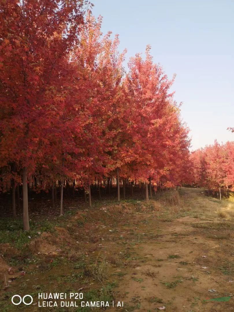 2023年山東美國(guó)紅楓價(jià)格行情 8-12公分十月光輝美國(guó)紅楓新報(bào)價(jià)