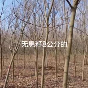 江西8公分無患子基地實拍  九江8公分無患子批發(fā)