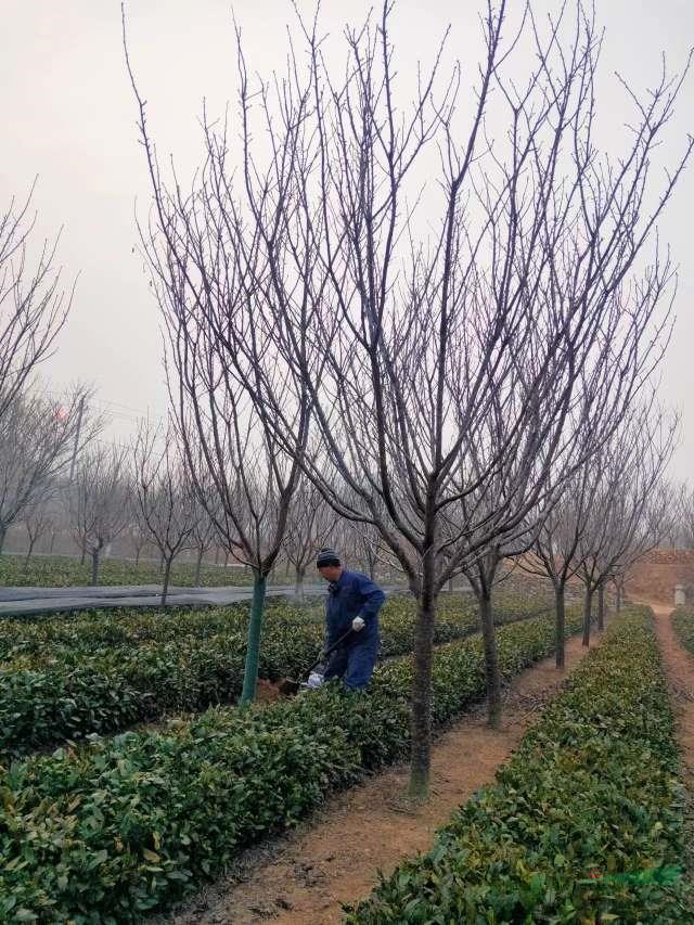 山東櫻花專業(yè)的供應(yīng)商 青島櫻花專業(yè)批發(fā)