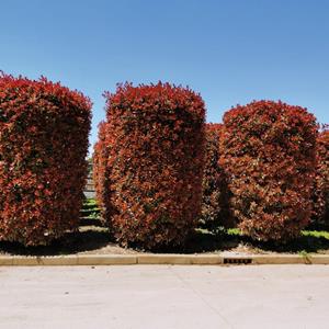 大量供應(yīng)紅葉石楠柱，紅葉石楠，紅葉石楠球