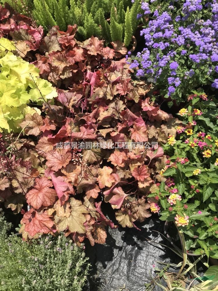 虎耳草  成都虎耳草基地  精品虎耳草批發(fā) 花境植物虎耳草