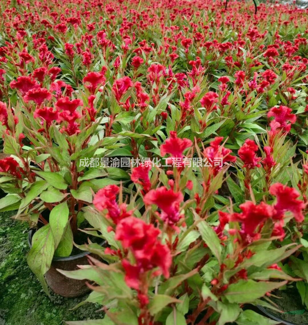 雞冠花 成都雞冠花基地批發(fā) 精品雞冠花杯苗 雞冠花優(yōu)質(zhì)成都貨源