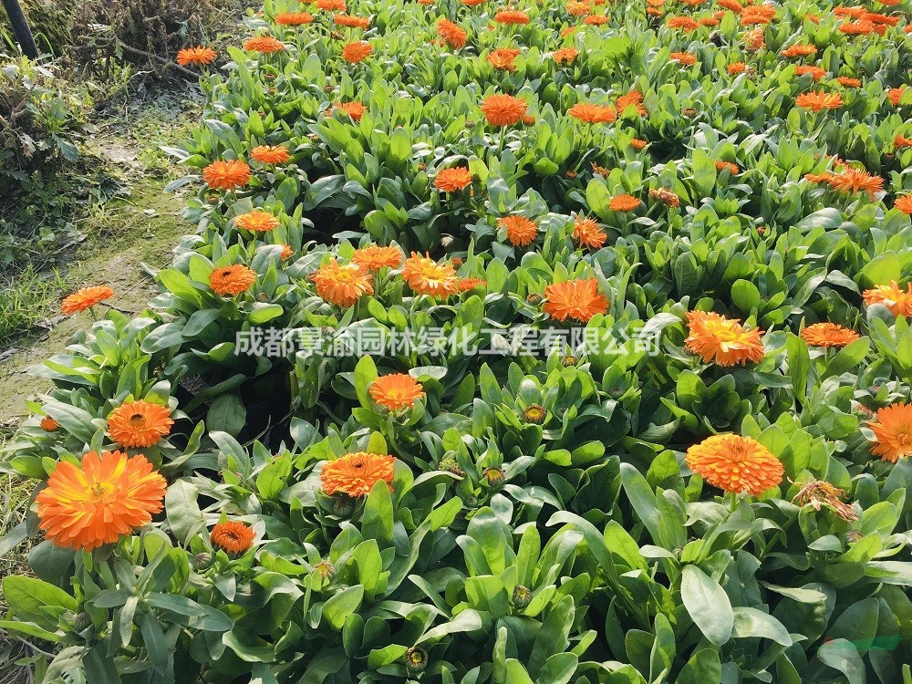 金盞菊  成都金盞菊基地批發(fā)  精品金盞菊價(jià)格  金盞菊現(xiàn)貨供應(yīng)