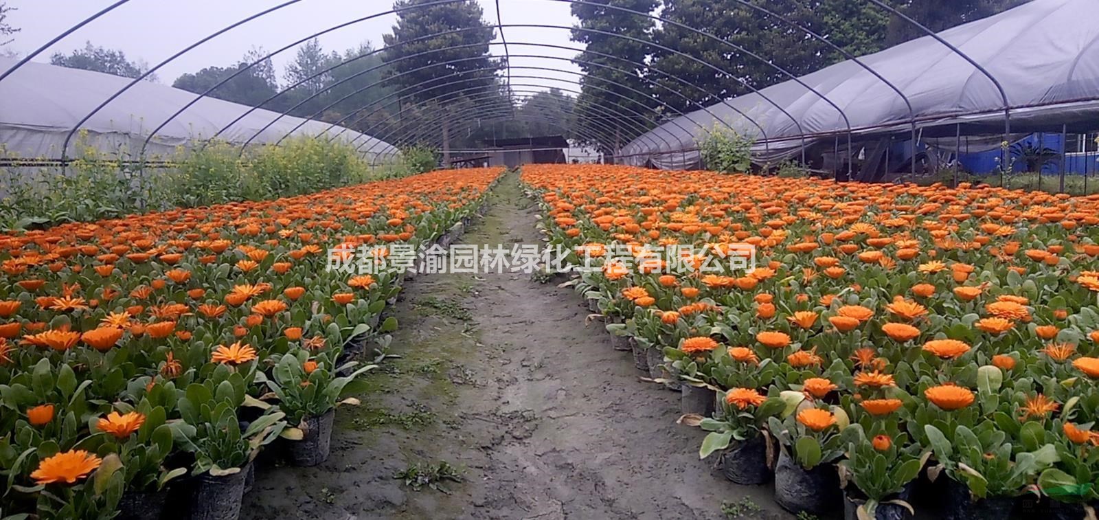 金盞菊  成都金盞菊基地批發(fā)  精品金盞菊價(jià)格  金盞菊現(xiàn)貨供應(yīng)
