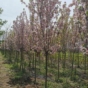 苗圃供應(yīng)，3--8公分的紫葉李、紅葉李圖片，紫葉李基地直銷