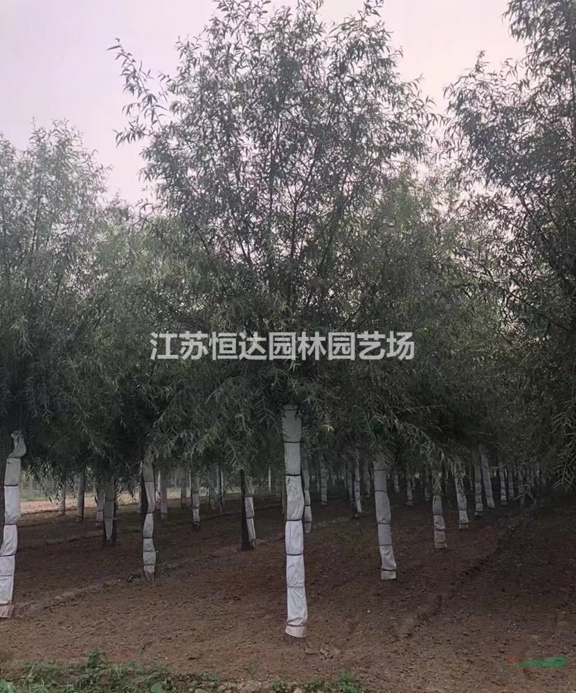 旱柳