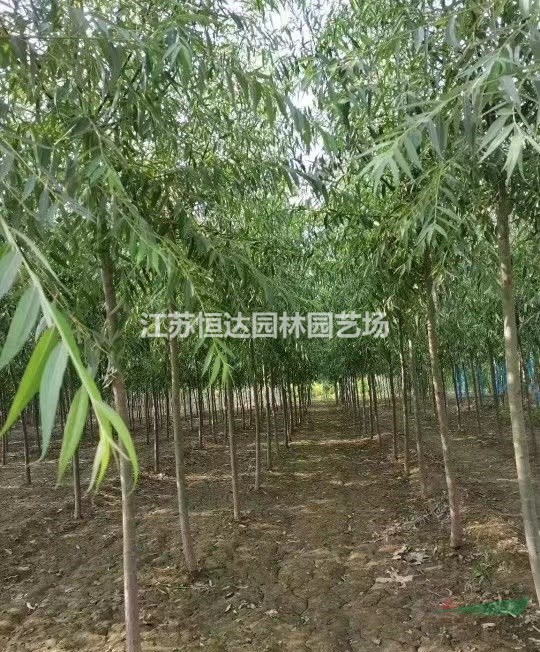 旱柳