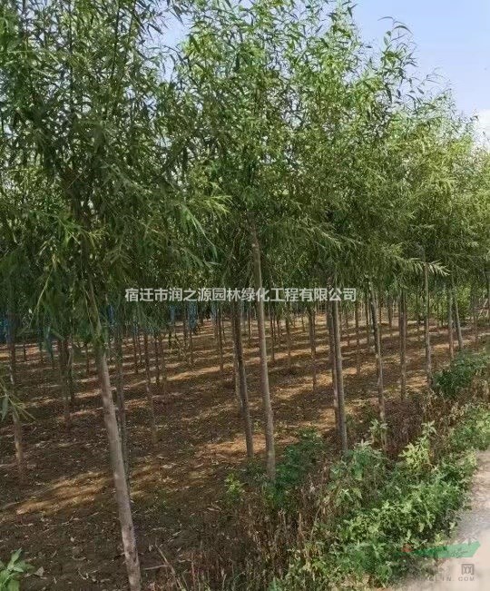 旱柳苗木 產(chǎn)地旱柳苗木、旱柳小苗