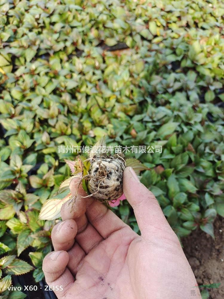 鳳仙花，質(zhì)量乘，穴盤苗，一月就上市