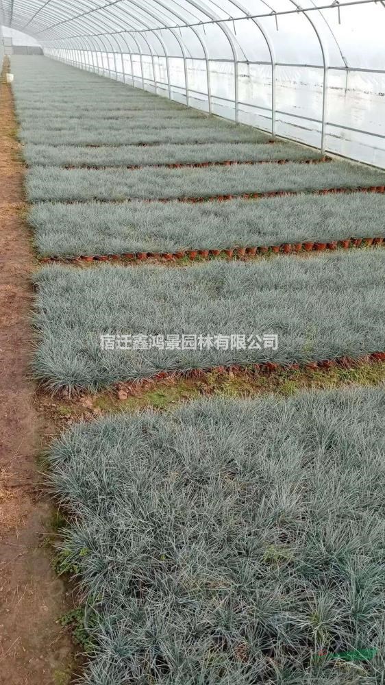 苗圃低價直銷：藍羊毛價格，藍羊毛基地