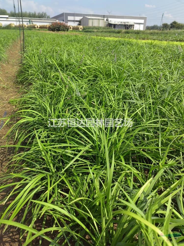 30公分中葉麥冬草