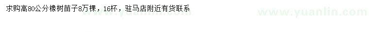 求購高80公分橡樹