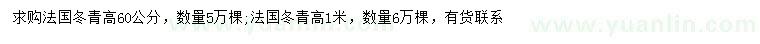 求購高60、100公分法國冬青