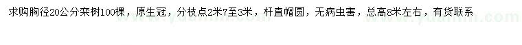 求購(gòu)胸徑20公分欒樹