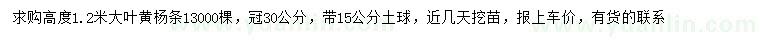 求購高度1.2米大葉黃楊