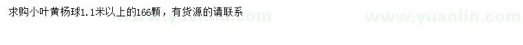 求購1.1米以上小葉黃楊球