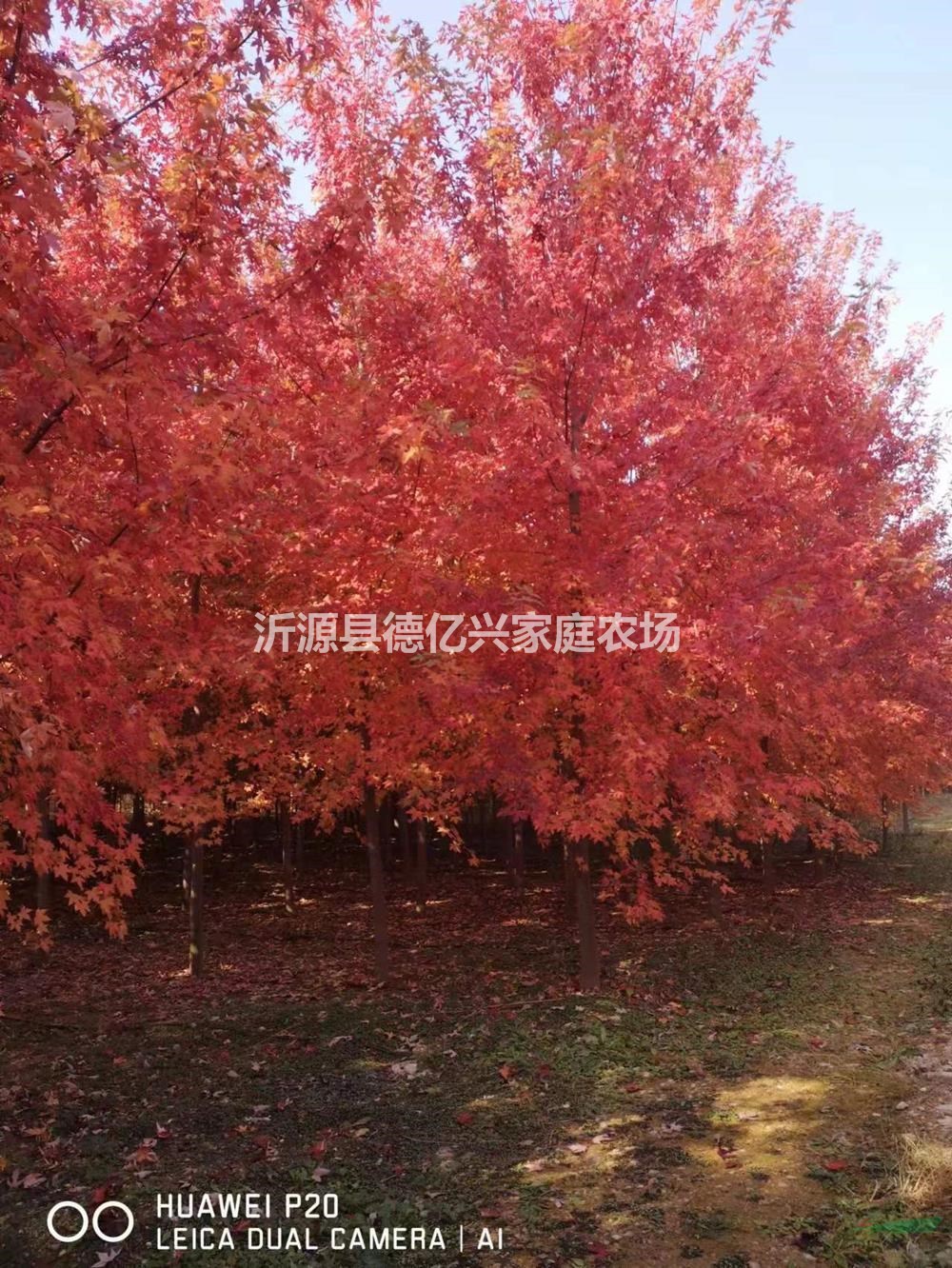 低價(jià)批發(fā)山東美國(guó)紅楓：秋日夢(mèng)幻、叢生美國(guó)紅楓、十月光輝