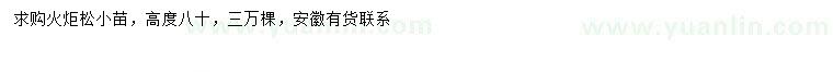 求購(gòu)高80公分火炬松小苗