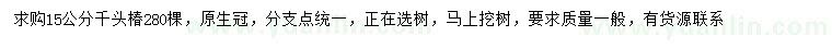 求購15公分千頭椿