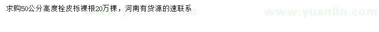 求購高50公分栓皮櫟