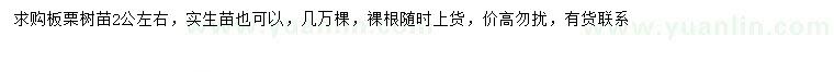 求購2公分左右板栗
