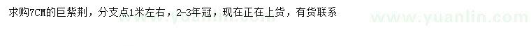 求購7公分巨紫荊