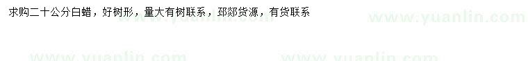 求購(gòu)20公分白蠟