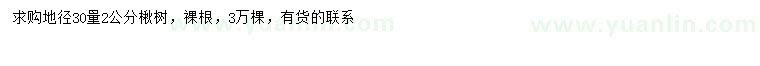 求購30量2公分楸樹