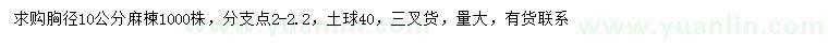 求購胸徑10公分麻楝