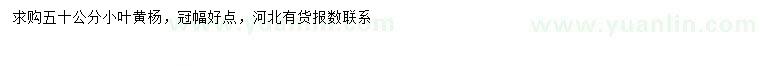 求購(gòu)50公分小葉黃楊