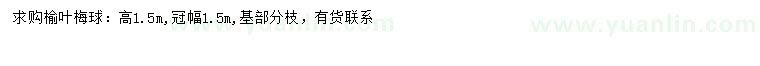 求購冠幅1.5米榆葉梅球