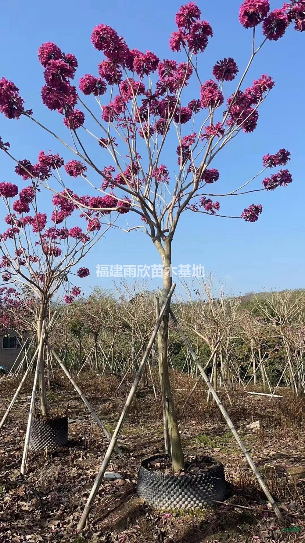 福建8-20公分紫花風(fēng)鈴木特價批發(fā) 漳州紫花風(fēng)鈴木價格哪里好/哪家便宜