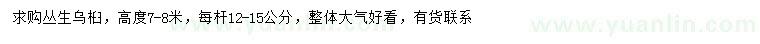 求購高7-8米叢生烏桕