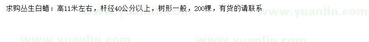 求購高11米左右叢生白蠟