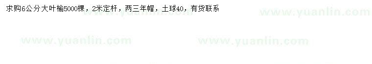 求購6公分大葉榆