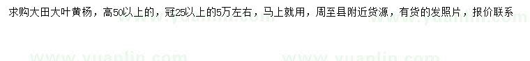 求購高50公分以上大葉黃楊