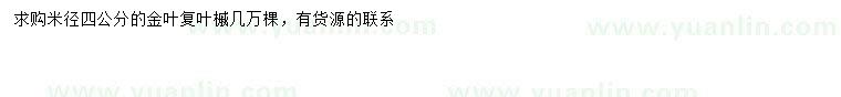 求購米徑4公分金葉復(fù)葉槭