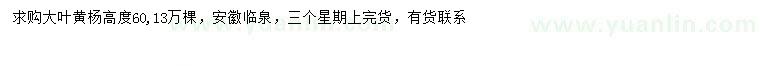 求購高60公分大葉黃楊