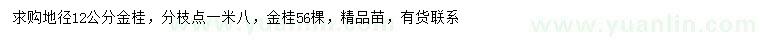 求購(gòu)地徑12公分金桂