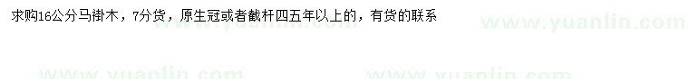 求購16公分馬褂木